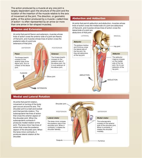 The muscles of the hip and thigh keep your hip joints strong and mighty, allowing for a wide range of hip movements. 11.3: The origins and insertions of muscles determine ...