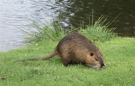 Watch lick my hairy beaver online on youporn.com. Art Lander's Outdoors: The muskrat is a native furbearer ...