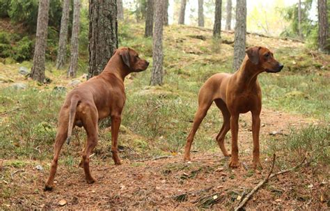 There are a lot of rhodesian ridgeback puppies listed here to choose from. Rhodesian Ridgeback Breeders Australia | Rhodesian ...