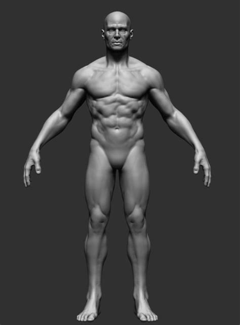 Take a sneak peek at loveology university's male anatomy & arousal course. Human Anatomy - Man 3D Model OBJ ZTL | CGTrader.com