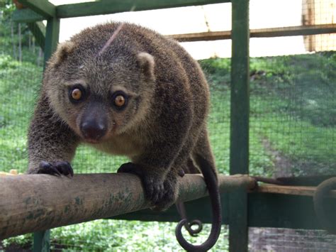 Some animals, like the komodo dragon, are endemic only to indonesia. There's a world to know about marsupials. But in lieu of ...