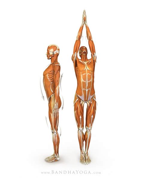 Find tips, benefits, modifications, prep poses and related exercises. Yoga anatomy - tadasana - Mountain Pose - ray long daily bandha | Yoga poses, Yoga anatomy ...