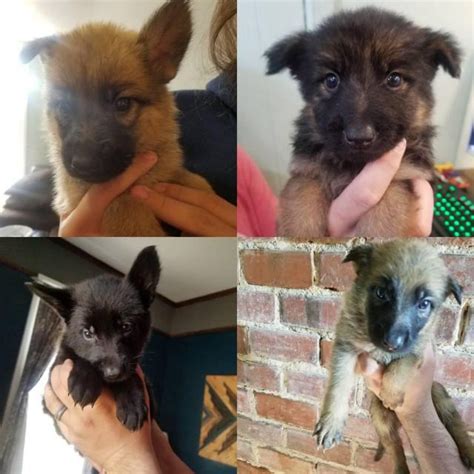 Find the perfect puppy for sale in lafayette / west lafayette, indiana at next day pets. All black and black masked golden German shepherd puppies ...