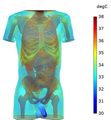 This diagram depicts female human anatomy 744×1116 with parts and labels. image of the torso model | Download Scientific Diagram