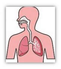 Équence sur la respiration cm 1. CM • Sciences • La respiration et la circulation sanguine