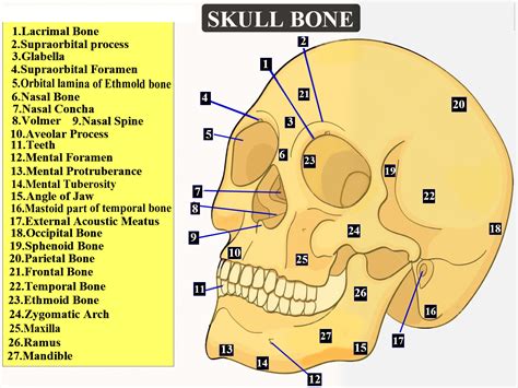 14 bones of the face. Total number of bones found in the human skull is A class ...