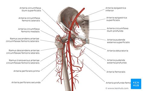 We did not find results for: Arterien, Venen und Nerven der unteren Extremität | Kenhub