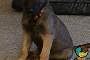 10 beautiful oes puppies for sale ready to leave on the 1st of april they will be wormed microchipped and free from fleas very. Belgian Malinois Dogs and Puppies For Sale in the UK