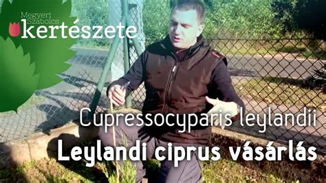 Magas, sudár fa (iz 37,24; Cupressocyparis leylandii - Leylandi ciprus termelőtől ...