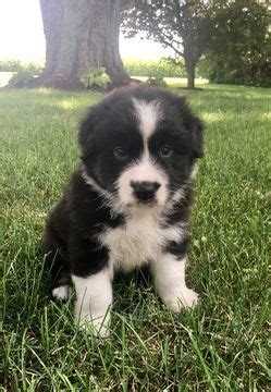Maybe you would like to learn more about one of these? Australian Shepherd puppy for sale in ROBERTS, IL. ADN ...