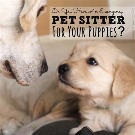 Book with our pet friendly guarantee and get help from our canine there are 15 pet friendly hotels in olympia. Do You Have An Emergency Pet Sitter? - Puppy In Training