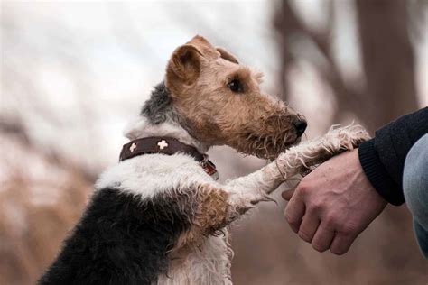 Si vous êtes passionné par les chiens et que le métier d'éducateur vous pour devenir éducateur canin, il faut (article l. Comment bien choisir son éducateur canin au Québec? | Mimi ...