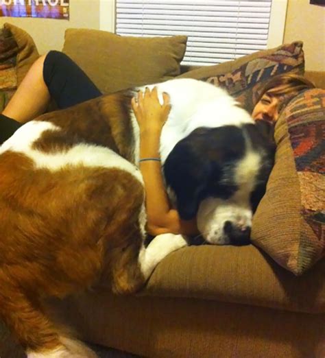 Finding out your puppy's unique rate is very simple with a. Post Pictures Of LARGE Dogs That Still Think They're Lap ...