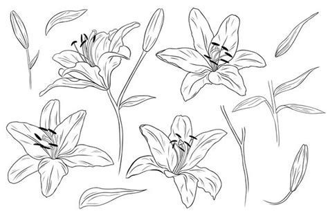 You are free to share or adapt it for any purpose, even commercially under the following terms: Premium Vector | Realistic lilies. flowers, leaves and branches. hand drawn illustration ...