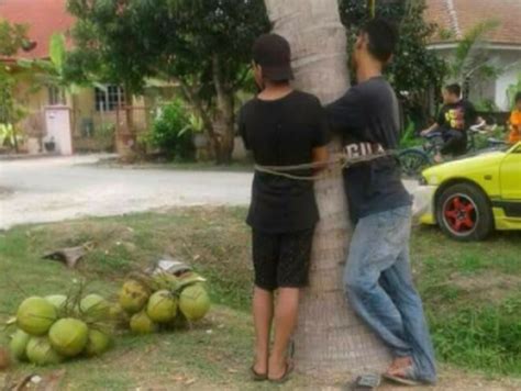 Malay mail covers the news of the day, whether it is in the field of politics or lifestyle. They Were Caught Stealing Coconuts So Villagers Tied Them ...