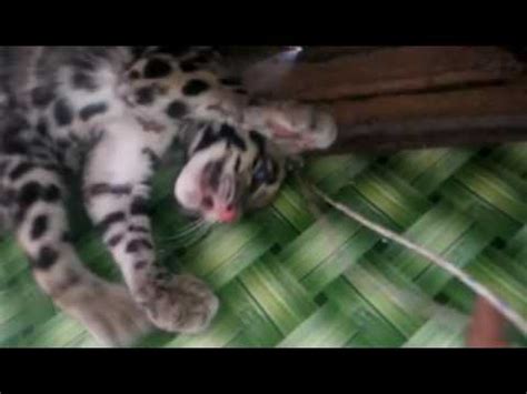 Macan tutul berburu buruannya sampai naik ke pohon, monyet ini tak menyerah. Harimau Dahan (Baby) | Doovi