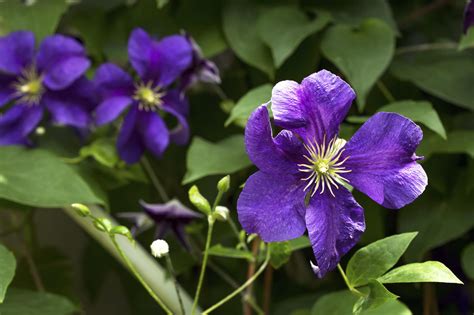 Großblumige waldrebe (clematis macropetala) stand: Clematis düngen: Wann, womit und wie oft? - HeimHelden