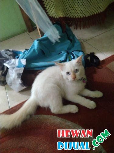 Kucing anggora si kucing anggora memilki bentuk wajah seperti kucing lokal atau kucing kampung bentuknya sedikit segitiga dengan hidung yang sedikit mancung. Dijual Kucing Persia Himalaya | HewanDijual.com