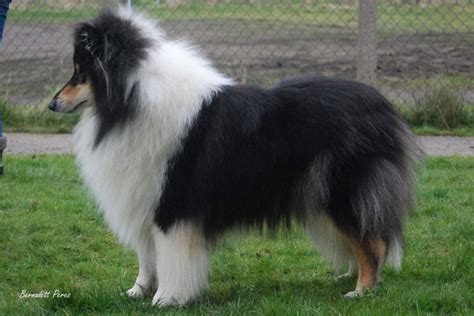 Find out your desired rough black with high quality at low price. Salsina Rough Collies