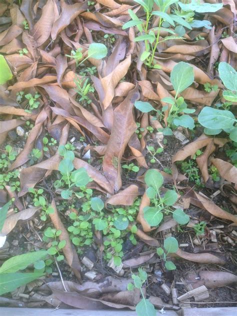 Kali ini saya berkongsi kaedah menanam sawi atas batas oleh seorang pekebun sayur. Jom Tanam Sayur ( JTS ) : Batas Timbun Sebagai Tapak ...
