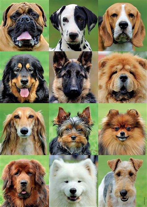 Enjoy our hand picked daily jigsaw puzzles gallery of nature, landscape, wildlife, food, dogs, cats and 1000 more puzzles for kids and adults. EDUCA Jigsaw Puzzle Dogs Collage 500 Piece Puzzle Palace ...