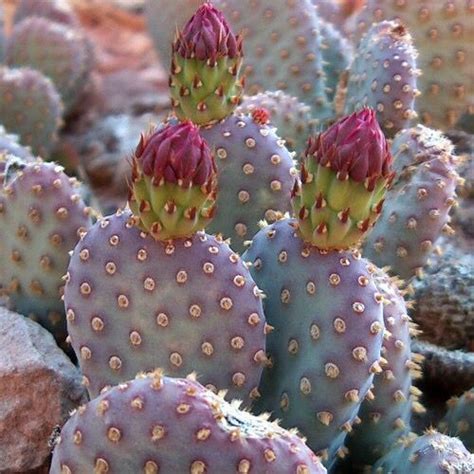 The prickly pear cactus (opuntia) is a member of one of the largest of cactus families. prickly pear cactus on Tumblr