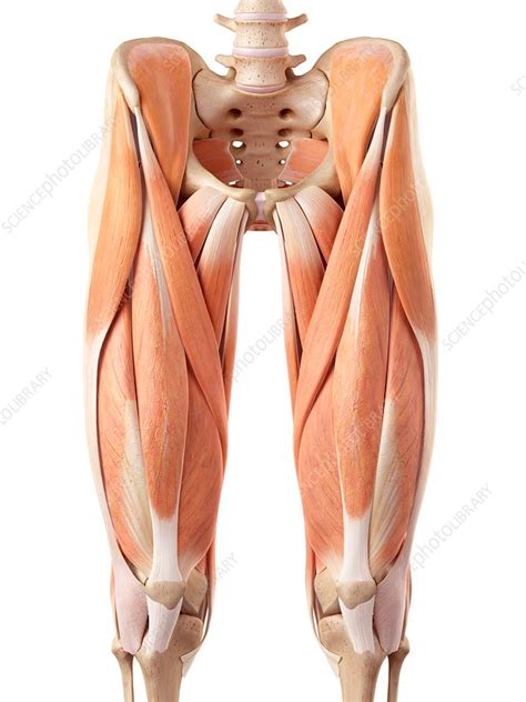 The activities in this manual encourage students to engage with new vocabulary in many ways, including grouping key terms, matching terms to structures, recalling definitions, and written exercises. Human muscles of leg - Stock Image - F015/7706 - Science ...
