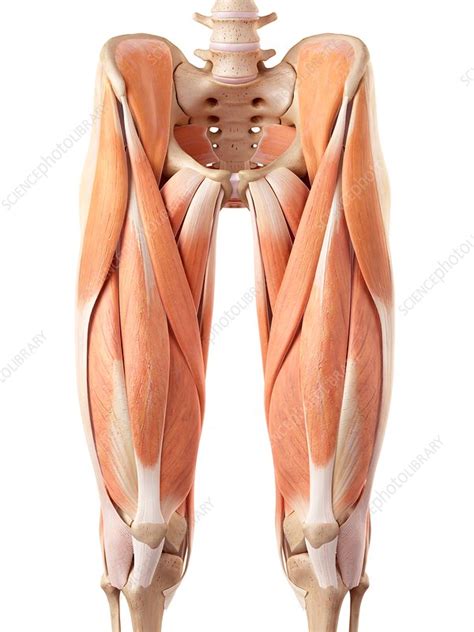 Vector seamless pattern with illustration of human anatomy. Human muscles of leg - Stock Image - F015/7706 - Science ...