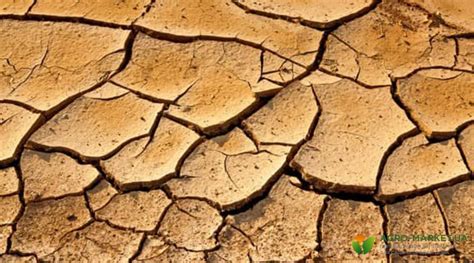Глинистая почва: что посадить на глинистой почве - Agro-Market