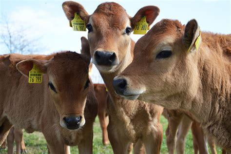 Jersey rind in anderen sprachen: Uni Kiel | Weidemilch ökologisch und effizient produzieren