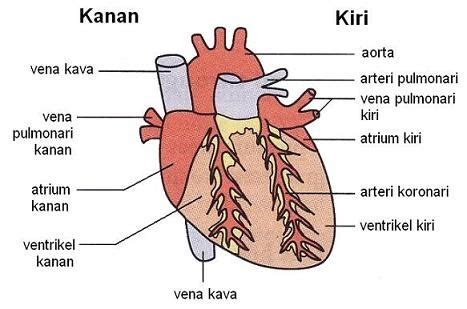 Biology form 4 notes chapter 3 : Biologi 4 5: Jantung