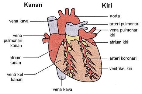 We did not find results for: Biologi 4 5: Jantung