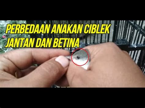 Selain melihat ciri burung ciblek jantan dan betina dari penampakan fisik, kamu juga bisa mengetes reaksi tubuhnya. Membedakan Anakan Burung Ciblek Jantan dan Betina - YouTube