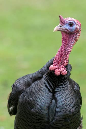 Read the entire travel advisory. Wild Eastern Turkey Head Shot Stock Photo - Download Image ...