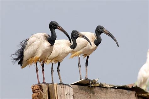 繁殖力旺盛的外來種鳥類「埃及聖 」（音同旋），全台估算至少已超過萬隻，不僅影響 本土鳥類生存空間，也因食量大危害農作生態。 新北市農業局為避免數量繼續擴張，委託 專業團隊執行監測、搜尋、調查與生殖控制，至9月底共移除754隻成、幼鳥及50顆鳥蛋. 空氣槍防治埃及聖䴉 林務局：技術、安全性成熟可上場 - 生活 - 中時