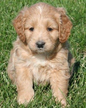We are now accepting deposits on the following planned litters: Goldendoodle puppy | Goldendoodle Puppies | Teddy bear dog ...