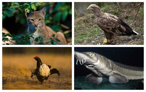 Dit is het verslag van de wedstrijd spanje tegen italië op 2 sep. 32 uitgestorven inheemse soorten flora en fauna in Spanje ...