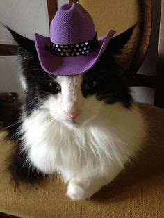 Great news!!!you're in the right place for cat cowboy hat. Sad Cat In A Cowboy Hat