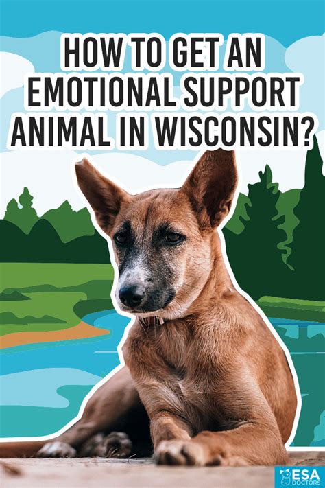 So when does an emotional support animal designation matter for your pet, and what steps should you take when getting one? How to Get an Emotional Support Animal in Wisconsin - ESA ...