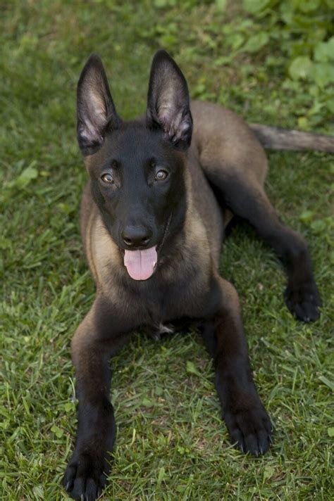 The belgian malinois is one of four varieties of belgian sheepdog: Belgian Malinois, apparently the gene that causes the black mask (common to Pugs, Mastiffs ...