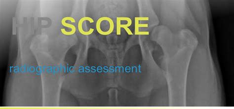 Though nearly perfect in design, the hip joint is not without its weaknesses, especially in breeds predisposed to canine hip dysplasia & with shallow sockets. bva kc hip score for hip dysplasia in dog - greenmount ...