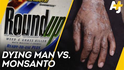 Increase weed killer absorption by crushing or crumpling leaves prior to spraying. Is Monsanto's Weed Killer Causing Cancer? | AJ+ - IMA BUDS