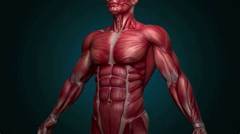Torso muscle anatomy for artist. Bahan Yang Mampu Menjadikan Otot Manusia Lebih Kuat - The ...