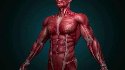 Human muscle system, the muscles of the human body that work the skeletal system, that are under voluntary control, and that are concerned with the following sections provide a basic framework for the understanding of gross human muscular anatomy, with descriptions of the large muscle groups. Bahan Yang Mampu Menjadikan Otot Manusia Lebih Kuat - The ...