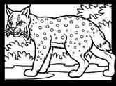 Lince parado sobre una rama. Dibujos de linces para colorear