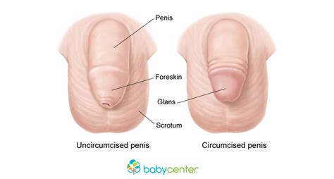 Your child will also need regular pain relief for at least 3 days. Circumcision in newborn boys | BabyCenter