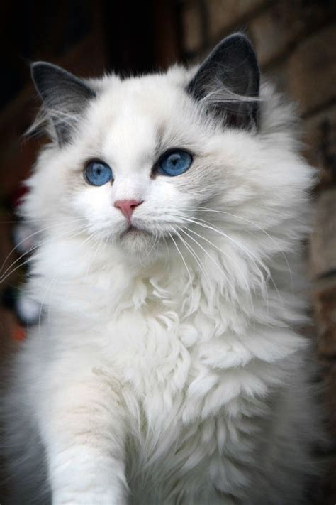 If the cat is suffering from an inappropriately dilated pupil, phenylephrine drops may be used to correct the issue. Afbeelding van Ragdoll cats door Miranda Marien ...