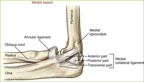 Lateral collateral and annular ligament insertion is a broad conjoined insertion onto the proximal aspect of the ulna which is 2.3 ± 0.4 centimeters long, begining at the proximal margin of the radial head. ligaments of the elbow - Google Search (With images ...