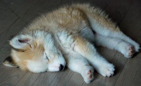 We have 7 adorable and super sweet golden retriever husky mix puppies for sale! Mixed Breed Spotlight: Golden Retriever Husky Mix ...