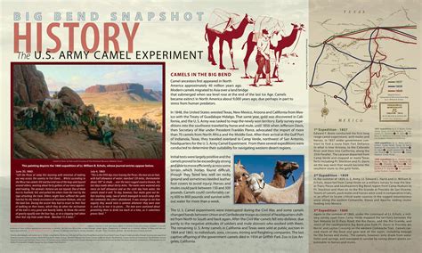 Those camels were on route to fort yuma. US Army Camel Experiment - Visit Big Bend - Guides for the ...